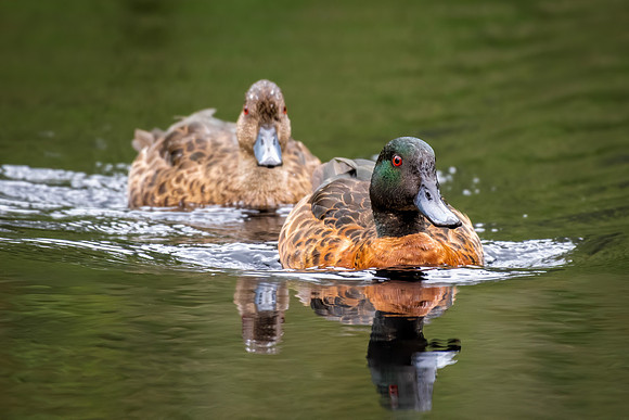 Chestnut Teal