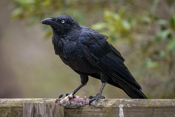Australian Raven