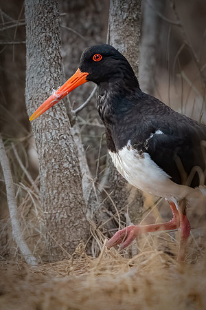 Pied Oystercatcher