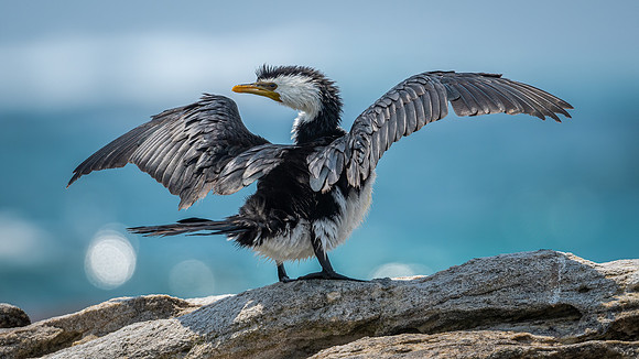 Little Pied Cormorant