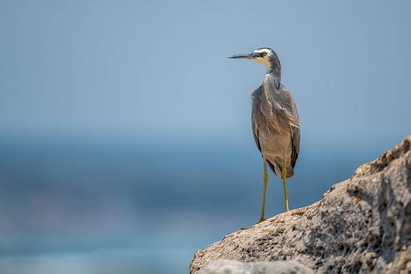White-faced Heron