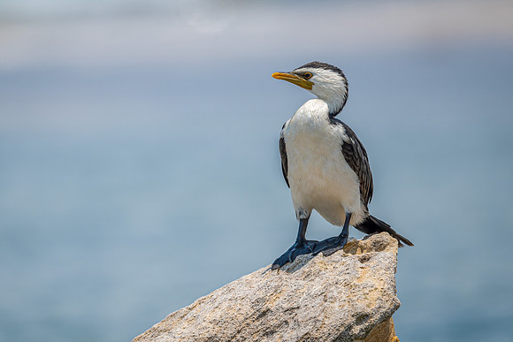 Little Pied Cormorant