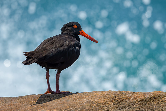 Sooty Oystercatcher