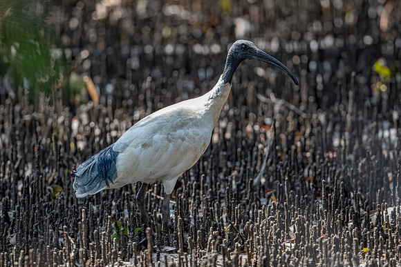 Australian White Ibis
