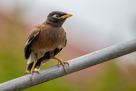 Common Myna