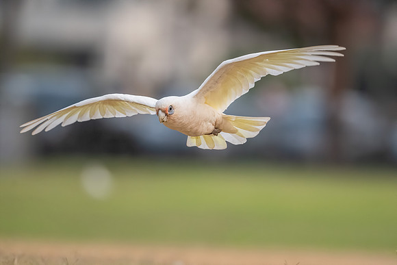 Little Corella