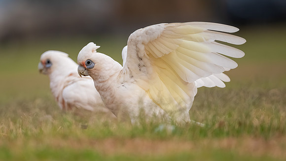 Little Corella