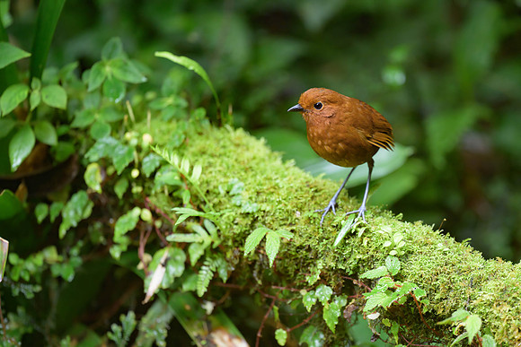 Chami Antpitta