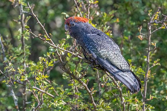Gang-gang Cockatoo