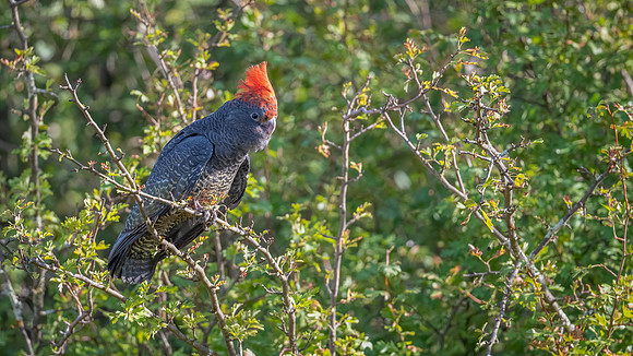 Gang-gang Cockatoo