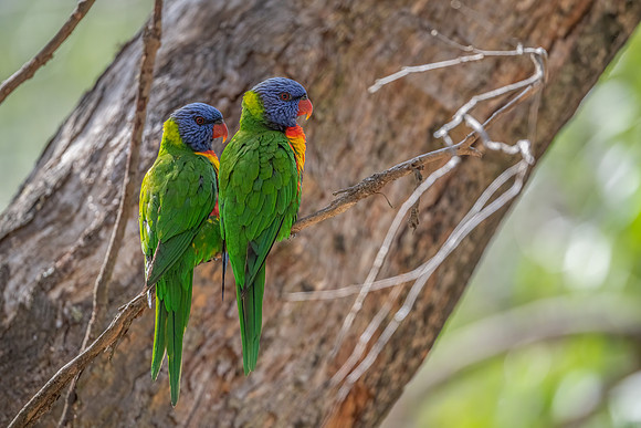 Rainbow Lorikeet