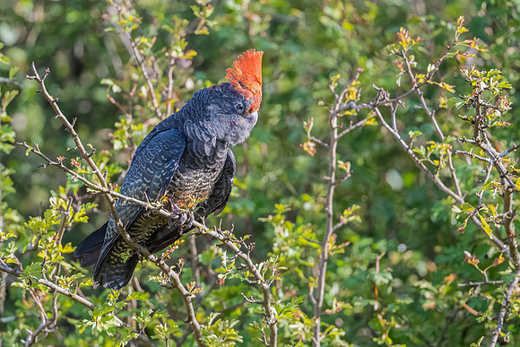 Gang-gang Cockatoo