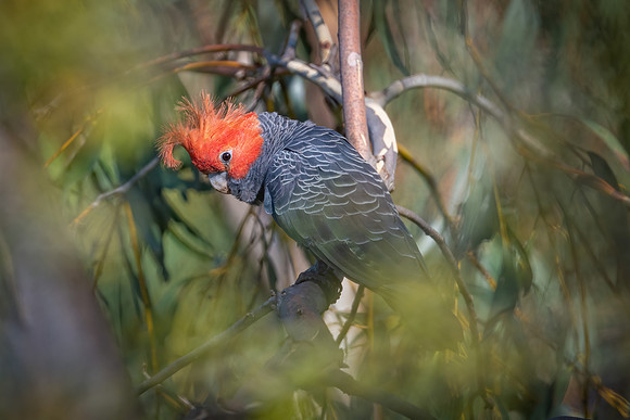 Gang-gang Cockatoo