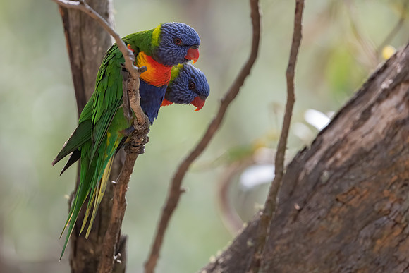 Rainbow Lorikeet