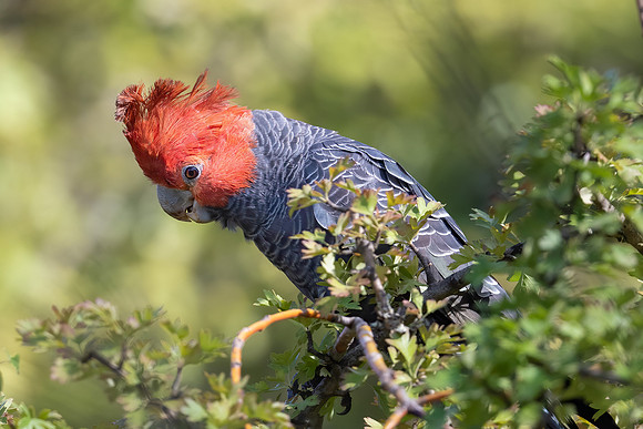 Gang-gang Cockatoo