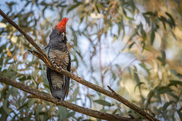 Gang-gang Cockatoo