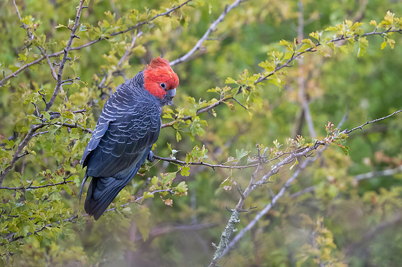 Gang-gang Cockatoo