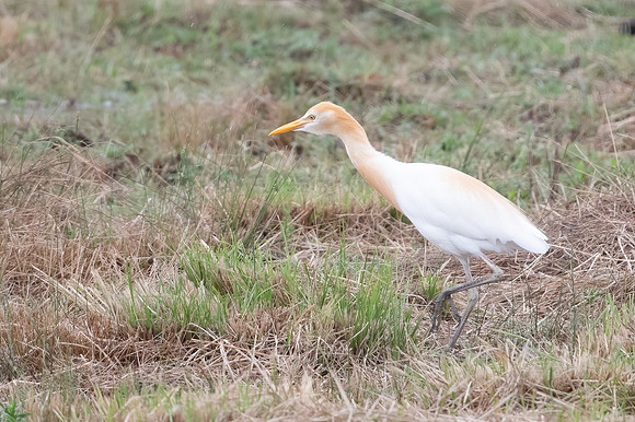 Cattle Egret