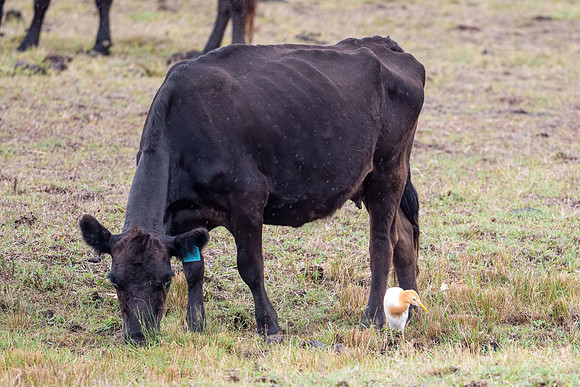 Cattle Egret