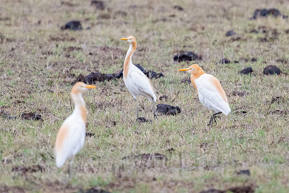 Cattle Egret