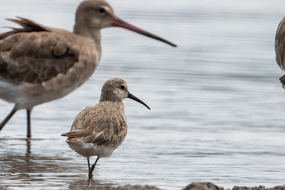 Curlew Sandpiper