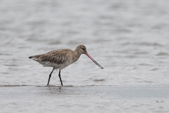 Bar-tailed Godwit