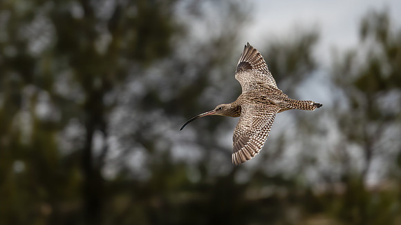 Eastern Curlew