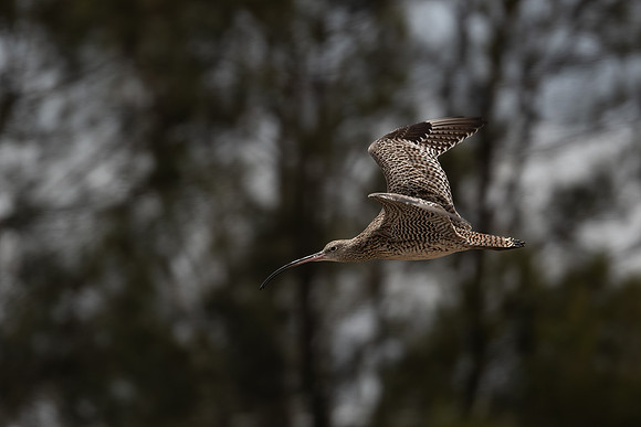 Eastern Curlew