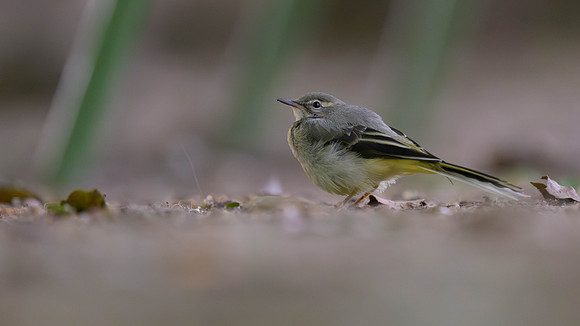 Gray Wagtail