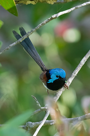Variagated Fairywren