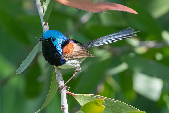Variagated Fairywren