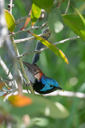 Variagated Fairywren