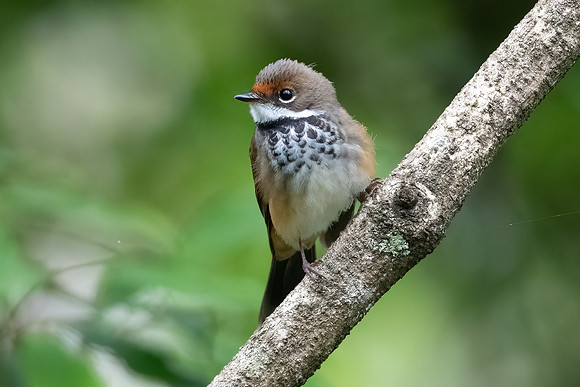 Rufous Fantail