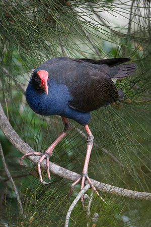 Purple Swamphen