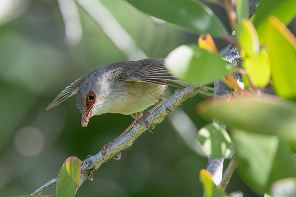 Variagated Fairywren