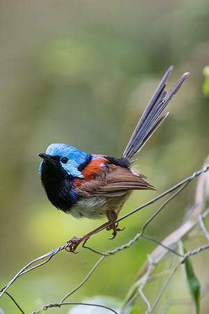 Variegated Fairywren