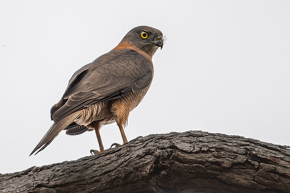 Brown Goshawk