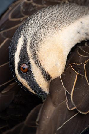 Pacific Black Duck