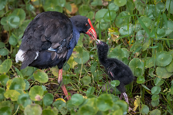 Purple Swamphen
