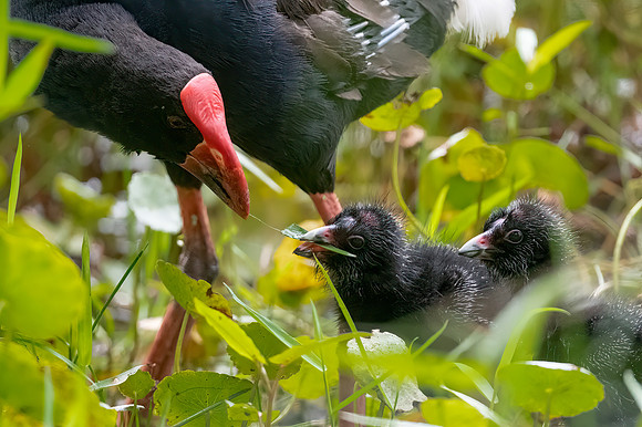 Purple Swamphen