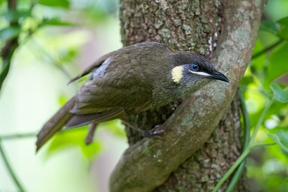 Lewin's Honeyeater