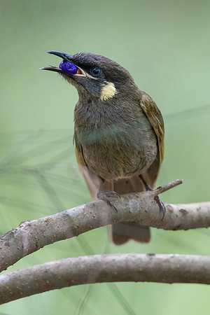 Lewin's Honeyeater
