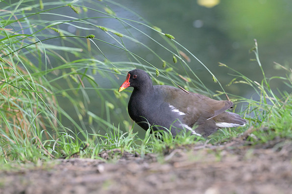 Eurasian Moorhen