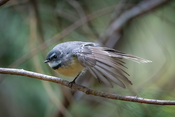Grey Fantail