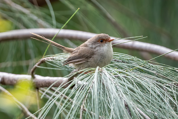 Superb Fairywren