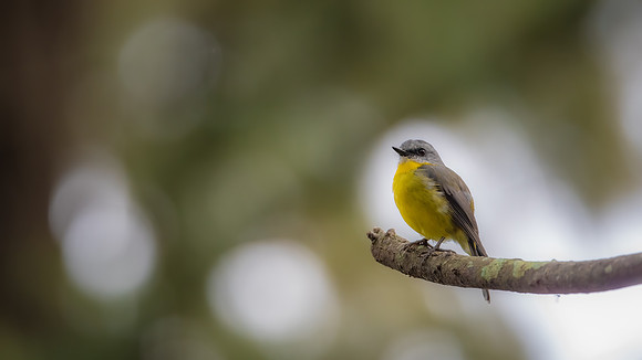 Eastern Yellow Robin