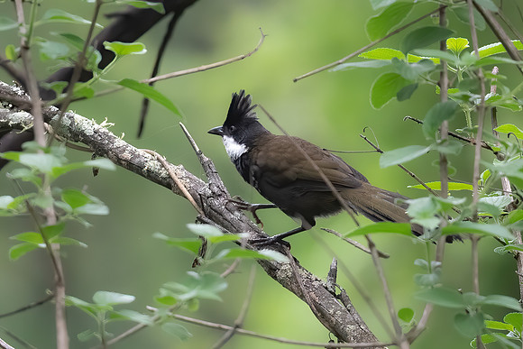 Eastern Whipbird