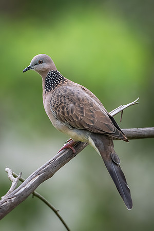 Spotted Dove
