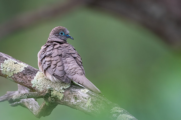 Peaceful Dove