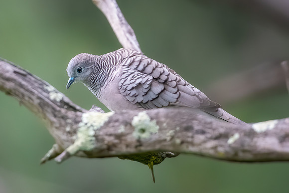 Peaceful Dove